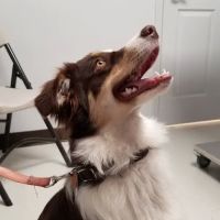 Noble View Veterinary Clinic ico