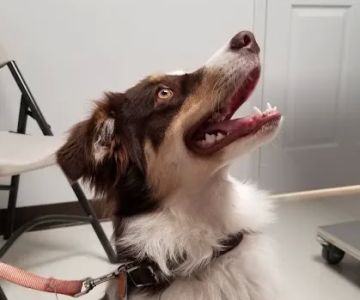 Noble View Veterinary Clinic