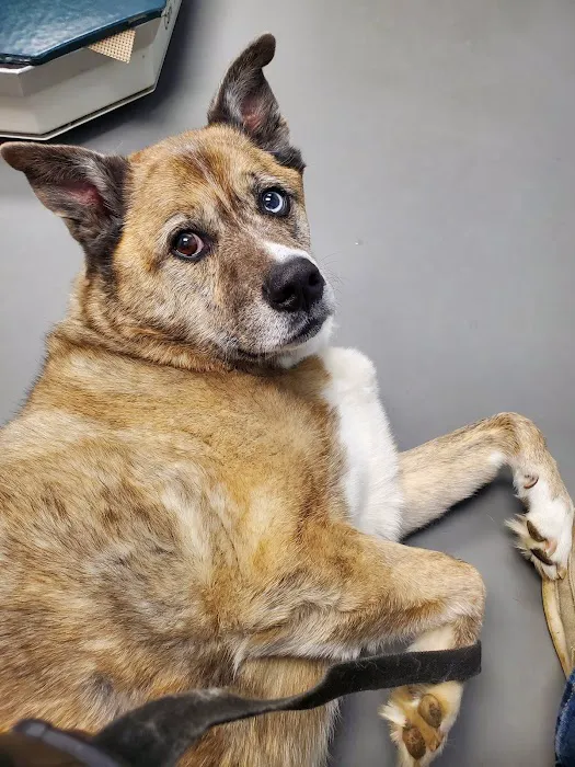 Johnson Animal Clinic 12