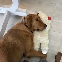 Johnson Animal Clinic ico