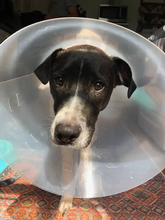 PetVet365 Pet Hospital Louisville / Jeffersontown 12