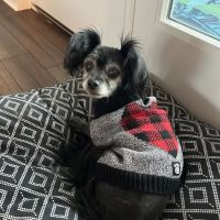 Elk Creek Animal Hospital of Hikes Point ico