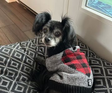 Elk Creek Animal Hospital of Hikes Point