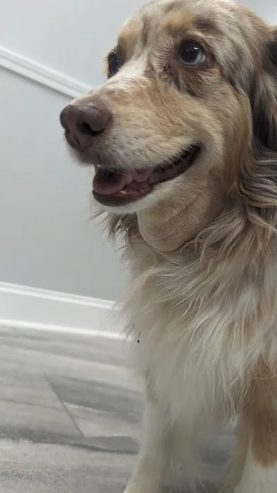 Animal Emergency Center 12