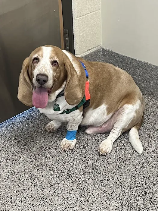 Tail-End Vetcare 1