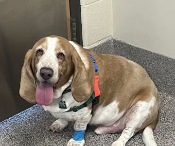 Tail-End Vetcare