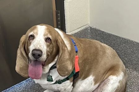 Tail-End Vetcare
