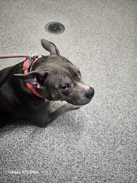 Tail-End Vetcare 10
