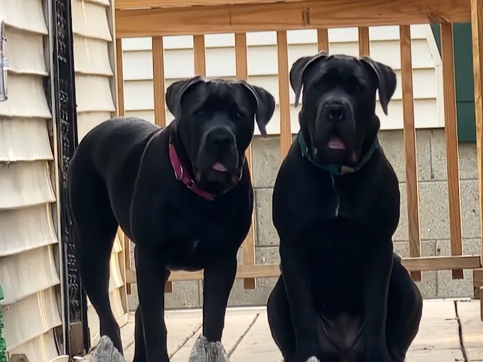 Tail-End Vetcare 2