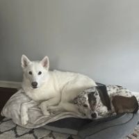 PetVet365 Pet Hospital Louisville/Blankenbaker ico