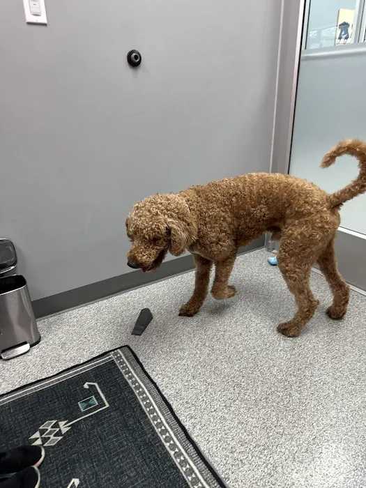 PetVet365 Pet Hospital Louisville/Blankenbaker 3