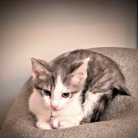 Owensville Animal Hospital ico