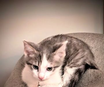 Owensville Animal Hospital