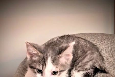 Owensville Animal Hospital