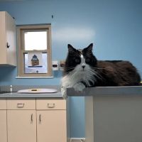 Nurture Animal Clinic ico