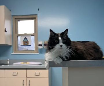 Nurture Animal Clinic