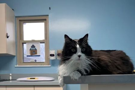 Nurture Animal Clinic