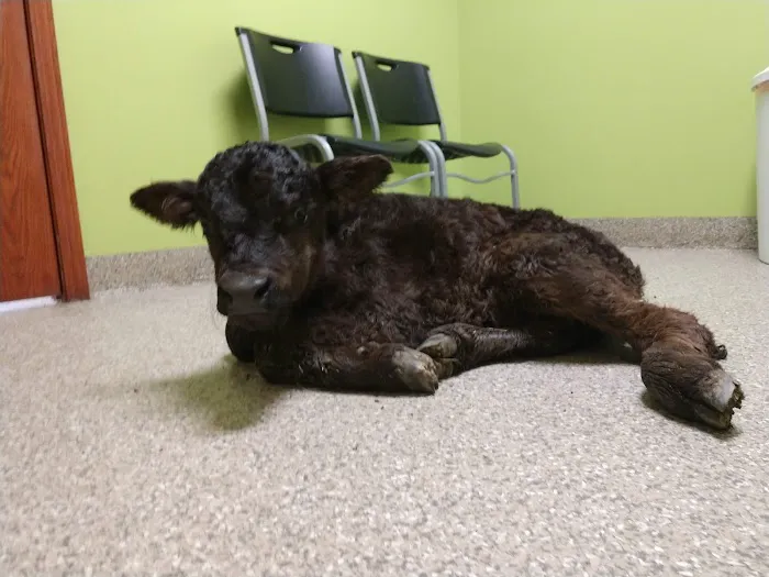 Rolling Hills Veterinary Service 4