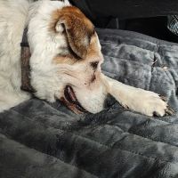 Rolling Hills Veterinary Service ico