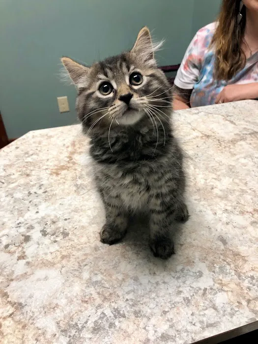 Bethel Community Pet Hospital 12