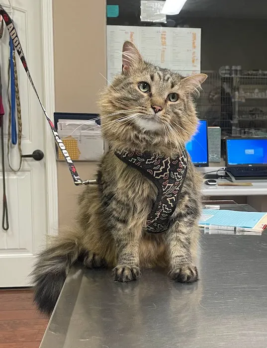 Bethel Community Pet Hospital 12