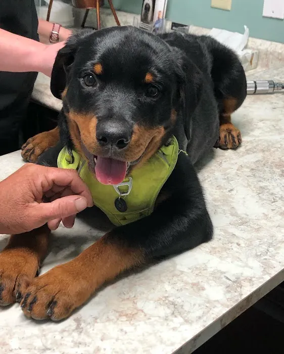 Bethel Community Pet Hospital 12