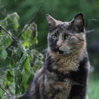 Bethel Community Pet Hospital ico