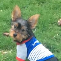 Compassionate Veterinary Care of Herscher ico
