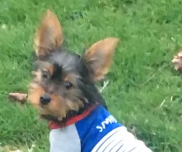 Compassionate Veterinary Care of Herscher