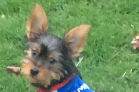 Compassionate Veterinary Care of Herscher