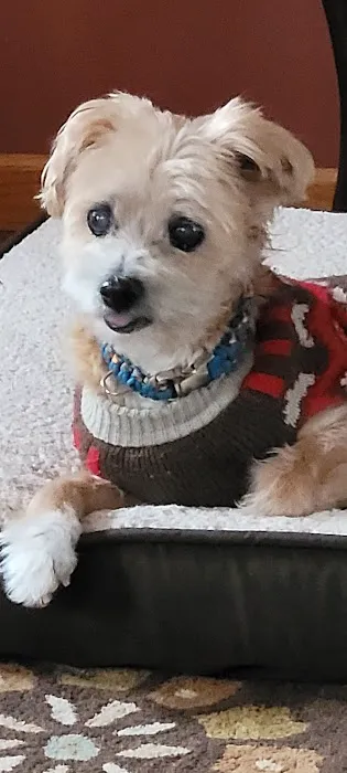 Compassionate Veterinary Care of Herscher 12