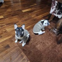 Aurora Veterinary Care ico