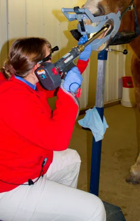 Fox Woods Equine Veterinary Care, LLC 12