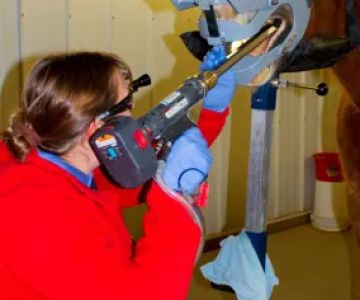 Fox Woods Equine Veterinary Care, LLC