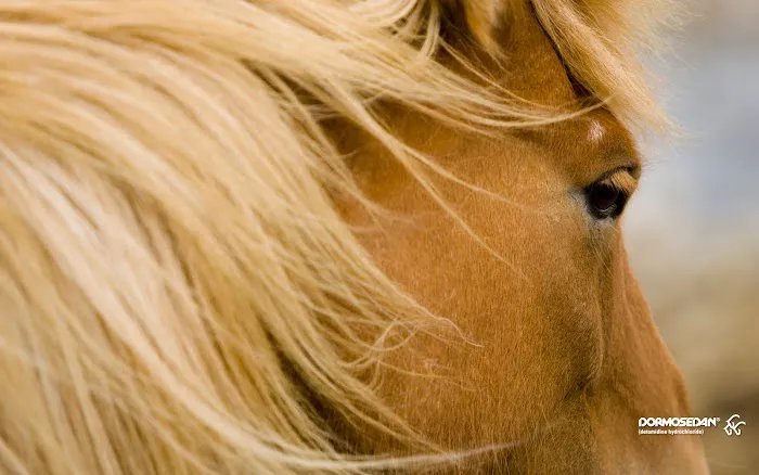 Fox Woods Equine Veterinary Care, LLC 12