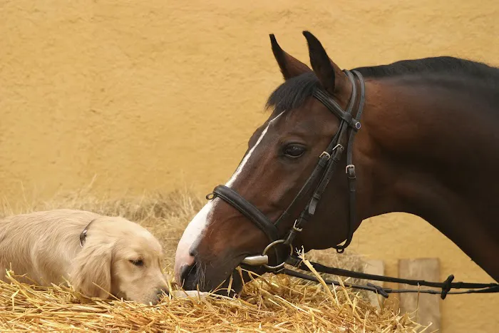 Lodi Veterinary Care 12