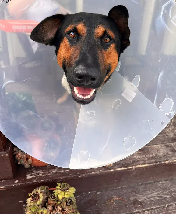 Lodi Veterinary Care 12