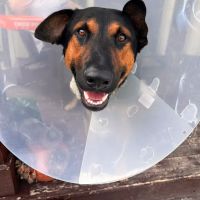 Lodi Veterinary Care ico