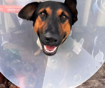 Lodi Veterinary Care