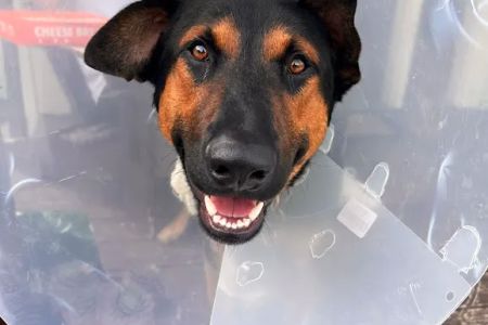 Lodi Veterinary Care