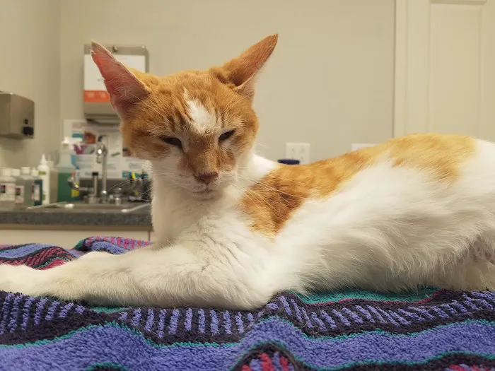 Poynette Veterinary Care 12