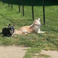 Poynette Veterinary Care ico