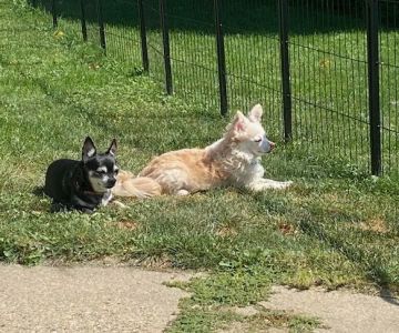 Poynette Veterinary Care