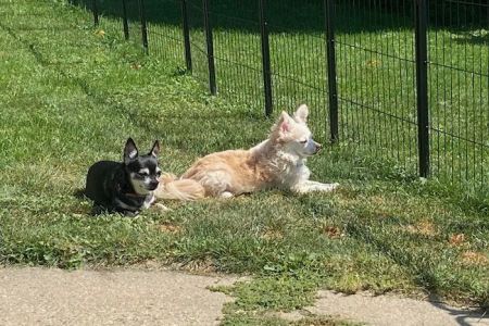 Poynette Veterinary Care