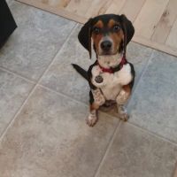 Lakeland Veterinary Care ico