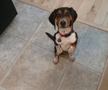 Lakeland Veterinary Care