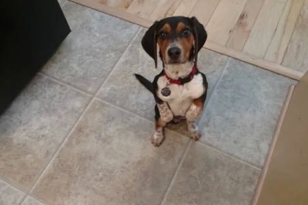 Lakeland Veterinary Care