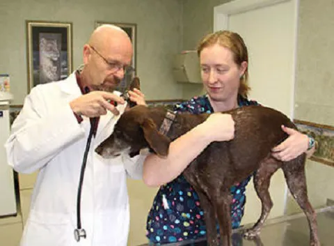 Stoughton Veterinary Service 12