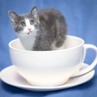 Pets First Veterinary Clinic ico