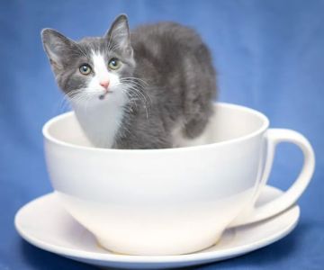 Pets First Veterinary Clinic